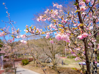 【静岡県伊豆市】満開の桜【修善寺虹の郷】