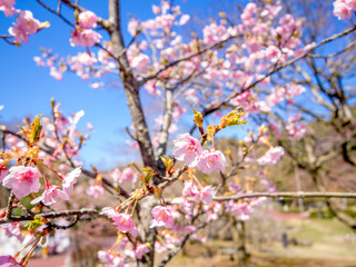 【静岡県伊豆市】満開の桜【修善寺虹の郷】