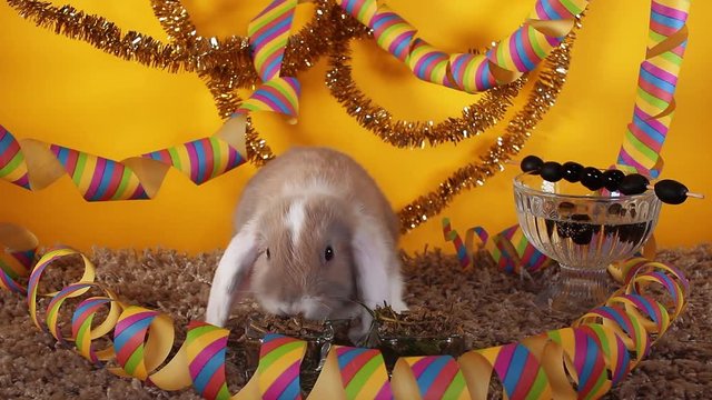 Cute mini bunny lop rabbit funny cute white ear bun short video