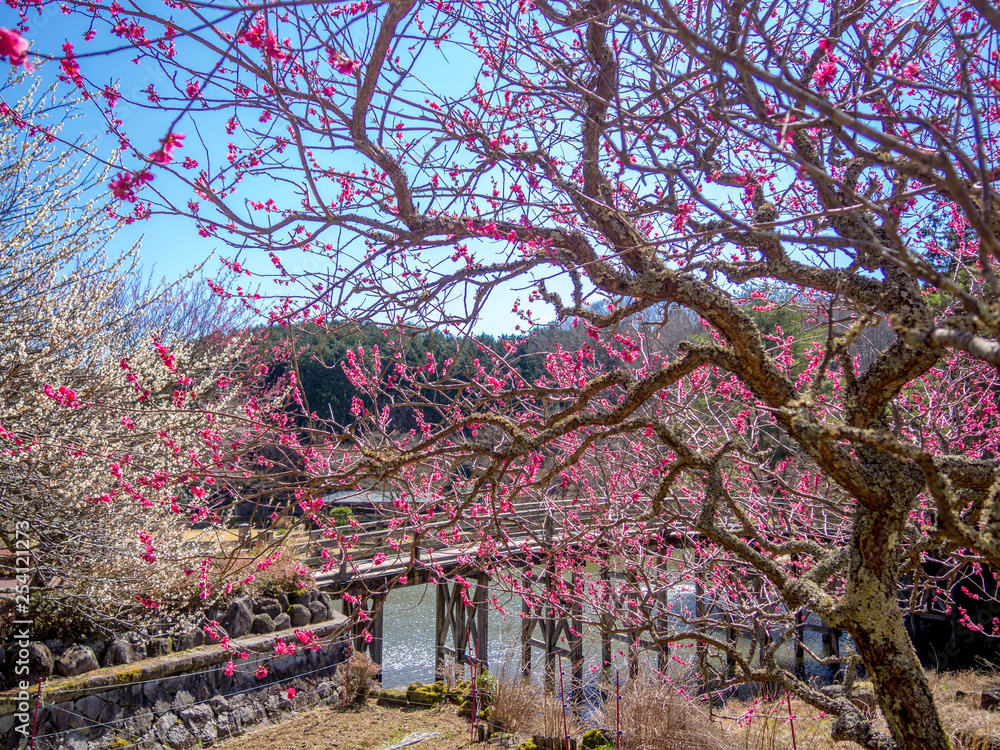 Wall mural 【静岡県伊豆市】早春の日本庭園風景【修善寺虹の郷】