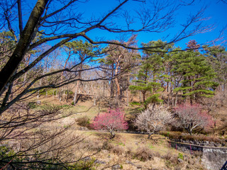  	【静岡県伊豆市】早春の日本庭園風景【修善寺虹の郷】
