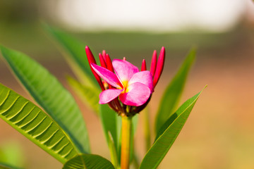 Beautiful of plumeria Flower