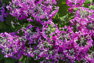京都ぶらり、春の花