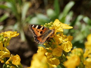 Le papillon la Petite tortue ou Vanesse de l'ortie (Aglais urticae), posée sur une fleur de giroflée