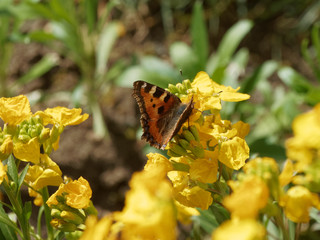 Le papillon la Petite tortue ou Vanesse de l'ortie (Aglais urticae), posée sur une fleur de...