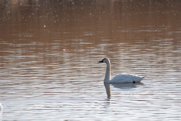 Whistling swan american subspecies, Tatebayashi city, Gunma prefecture, Japan