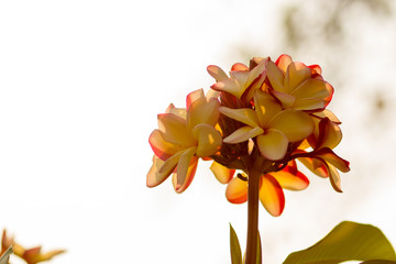 Obraz na płótnie Canvas Beautiful of plumeria Flower
