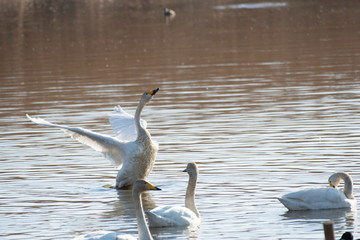 Whistling swan flapping wings, Tatebayashi city, Gunma prefecture, Japan