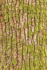 Tree bark texture. natural backgrounds, textures - bark of the European oak tree, panorama. Close-up view of a European oak tree