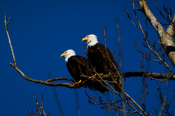 Double American bald eagles perch on tree snag against background of blue sky. Photo was taken in Vancouver, BC, Canada