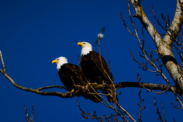Double American bald eagles perch on tree snag against background of blue sky. Photo was taken in Vancouver, BC, Canada