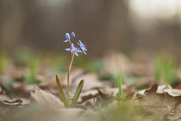 In the spring forest bloom ephemeroid plant Scilla bifolia. Scilla bifolia in natural habitat. 