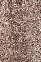 natural textures  spruce bark. close-up of bark. old spruce. Texture spruce.
