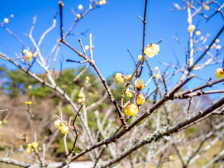 【静岡県伊豆市】日本庭園風景の蠟梅【修善寺虹の郷】