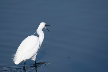 Little egret, Tatebayashi city, Gunma prefecture, Japan