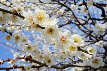 梅の花