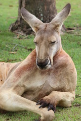 Relaxing Kangaroo. Lone Pine Sanctuary, Brisbane, Australia 