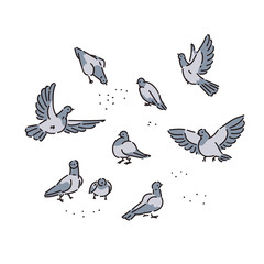 Flock of urban wild pigeons pecks seeds. Vector line art set of illustrations flying and sitting birds isolated on white background. - obrazy, fototapety, plakaty