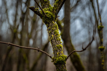branch of a tree in spring