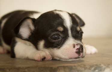 puppy chihuahua dog close up