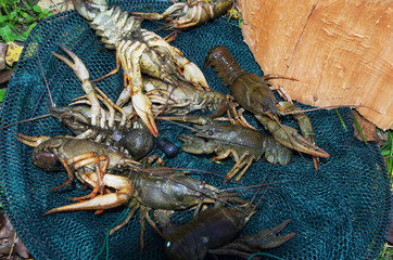 Crayfish on a fishing net