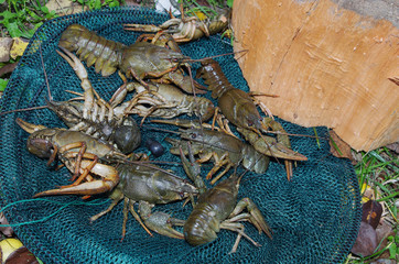 Crayfish on a fishing net