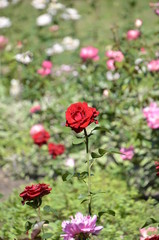 Naklejka premium flower