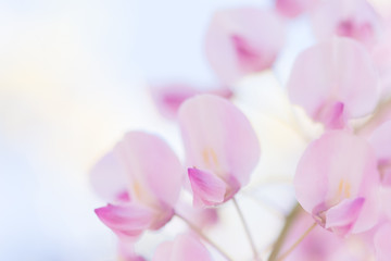 Obraz na płótnie Canvas ピンクの藤の花