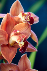 orange Cymbidium orchid closeup