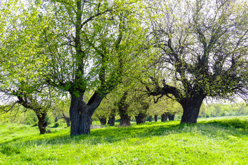 Mulberry trees with young leaves on a green meadow. Sunny Spring Day. Resting place under the shade...