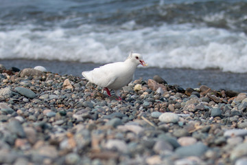 dove sea beach 