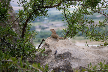 lizard animal nature tree mountain