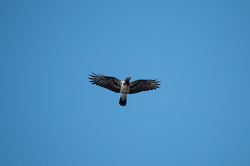 raven in the sky