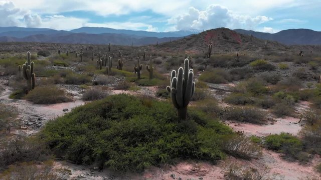 Flying over giant cactuses valey in the Los Cardones National Park in Salta, Argentina. Aerial shot, 4K