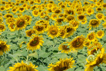 Fototapeta na wymiar Yellow sunflower field landscape.