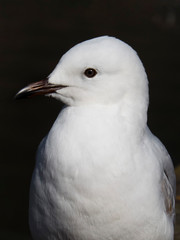 seagull closeup portrait