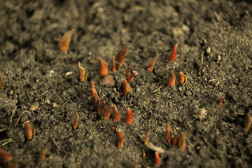 spring tulips sprouting from under the snow, spring primroses