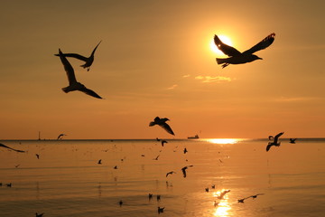 sea gulls flying in the sky
