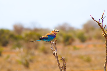 Gabelracke / Lilac Breasted Roller im Tsavo East National Park Kenia Afrika