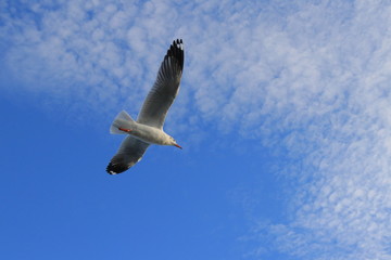 sea gulls relocate to Thailand mangrove forest to avoid winter