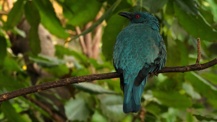 Blue tropical bird with red eyes