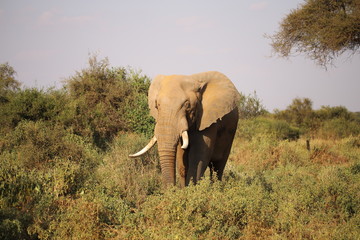 Fototapeta na wymiar Elephant between green bushes