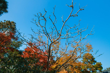 leaves colors season , Autumn Colors in Japan, Fall Foliage 