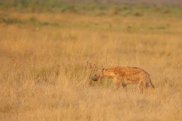 Naklejka na ściany i meble The high grass of the savannah camouflage the spotted hyena very well.
