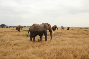 Fototapeta na wymiar An elephant comes back from bathing to the herd.