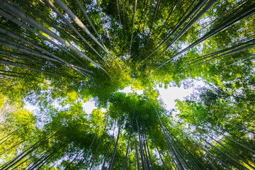 Obraz na płótnie Canvas Arashiyama Bamboo Forest