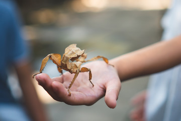 Leaf grasshopper stick on kid hand in the zoo