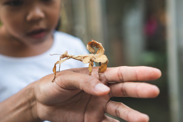Cute asian child girl looking and touching leaf grasshopper that stick on parent hand with curious and fun in the zoo