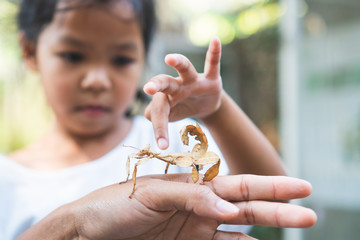 Cute asian child girl looking and touching leaf grasshopper that stick on parent hand with curious and fun in the zoo