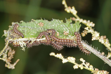 Araschnia levana (LINNAEUS, 1758) Landkärtchen , Raupen 24.06.2017 DE, NRW, Wuppertal Beyenburg